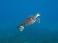 Keiki (young) Green Sea Turtle with Keiki Remoras
