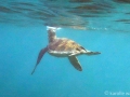 Keiki (young) Green Sea Turtle with Keiki Remoras