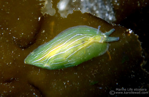 Taylor's Sea Hare