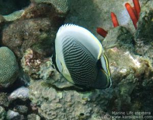 Juvenile Reticulated Butterflyfish