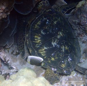 Reticulated Butterflyfish and Green Sea Turtle