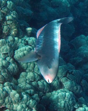 Female Spectacled Parrotfish