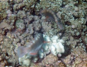 Two Female Spectacled Parrotfishes