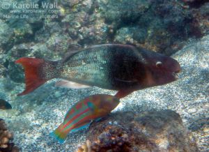 Redlip or Ember Parrotfish With Male Christmas Wrasse
