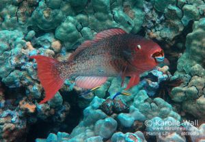 Redlip or Ember Parrotfish Getting Cleaned