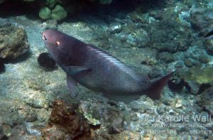 Young Redlip or Ember Parrotfish