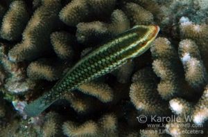 Juvenile Redlip or Ember Parrotfish