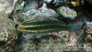 Juvenile Redlip or Ember Parrotfish