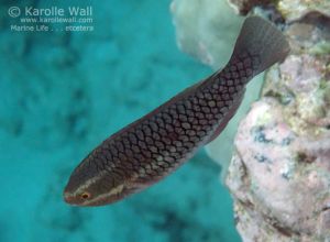 Juvenile Redlip or Ember Parrotfish