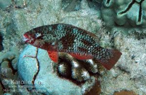 Juvenile Redlip or Ember Parrotfish in Transition