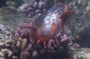 Redlip or Ember Parrotfish Feeding from Behind