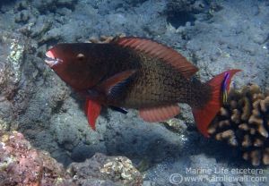 Redlip or Ember Parrotfish Getting Cleaned