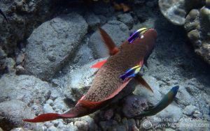 Redlip or Ember Parrotfish Getting Cleaned