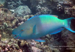 Ember or Redlip Parrotfish Male