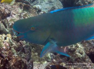 Ember or Redlip Parrotfish Male