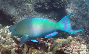 Ember or Redlip Parrotfish Male