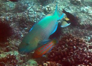 Ember or Redlip Parrotfish Male