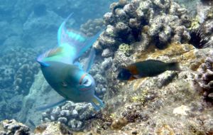 Ember or Redlip Parrotfish Male Head-on