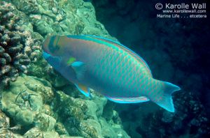 Spectacled Parrotfish Male