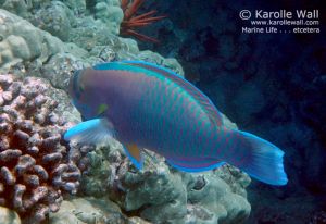 Spectacled Parrotfish Male