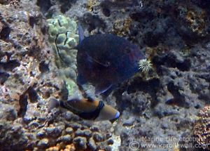Stareye Parrotfish, Male