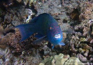Stareye Parrotfish, Male
