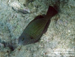 Stareye Parrotfish, Female