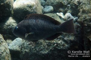 Stareye Parrotfish, Female