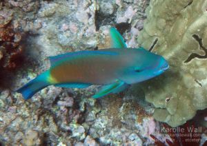 Bullethead Parrotfish, Male