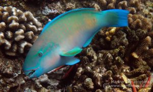 Bullethead Parrotfish, Male