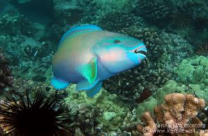 Bullethead Parrotfish, Male