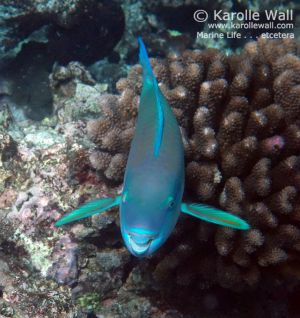Bullethead Parrotfish, Male
