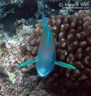 Bullethead Parrotfish, Male
