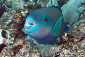 Bullethead Parrotfish, Male