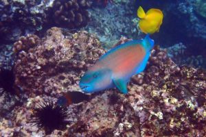 Bullethead Parrotfish, Male