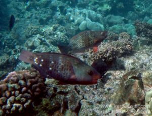 Bullethead Parrotfishes, Female