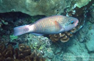 Bullethead Parrotfish, Female in Transition