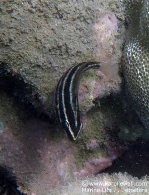 Bullethead Parrotfish, Juvenile