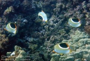 Four  Saddleback Butterflyfishes -- A Very Rare Treat