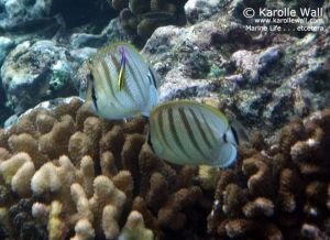 Multiband Butterflyfish Pair Getting Cleaned