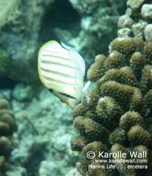 Multiband Butterflyfish