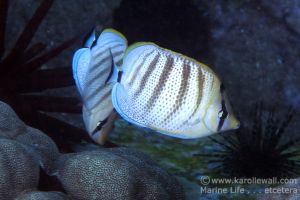 Multiband Butterflyfish Pair