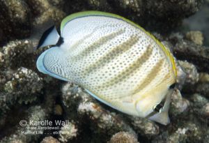 Multiband Butterflyfish