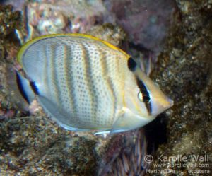 Multiband Butterflyfish