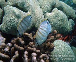 Multiband Butterflyfish Pair