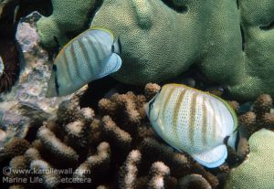 Multiband Butterflyfish Pair