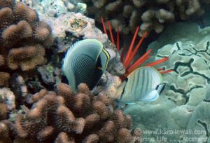 Multiband Butterflyfish %26 Reticulated Butterflyfish