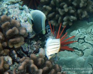 Multiband Butterflyfish %26 Young  Reticulated Butterflyfish