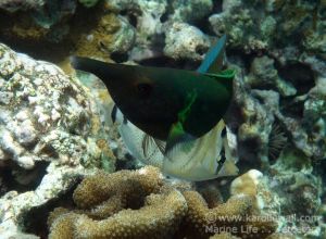 Multiband Butterflyfish %26 Male Bird Wrasse