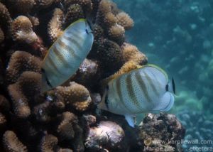 Pair of Multiband Butterflyfish